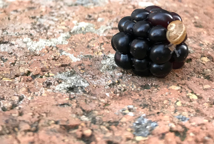 Snail and blackberry