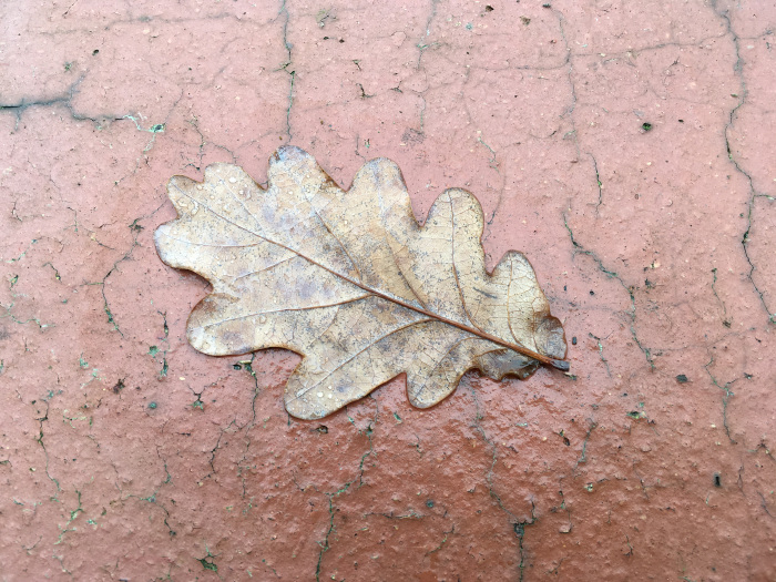 Fallen leaf by Judy Darley