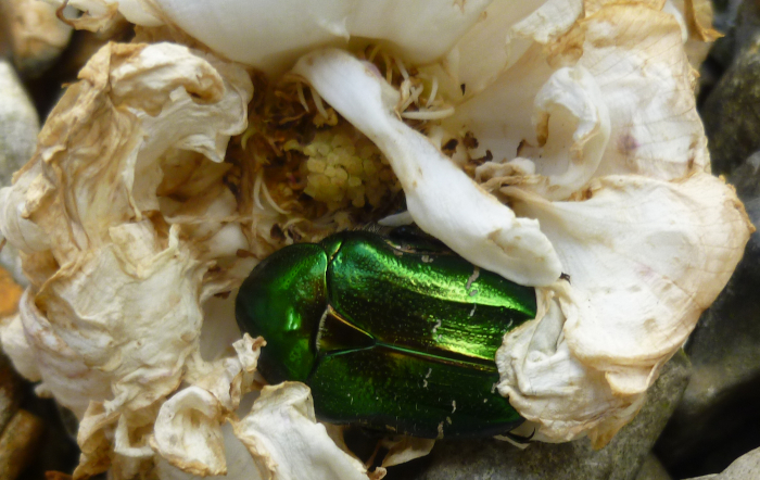 Rose chafer by Judy Darley