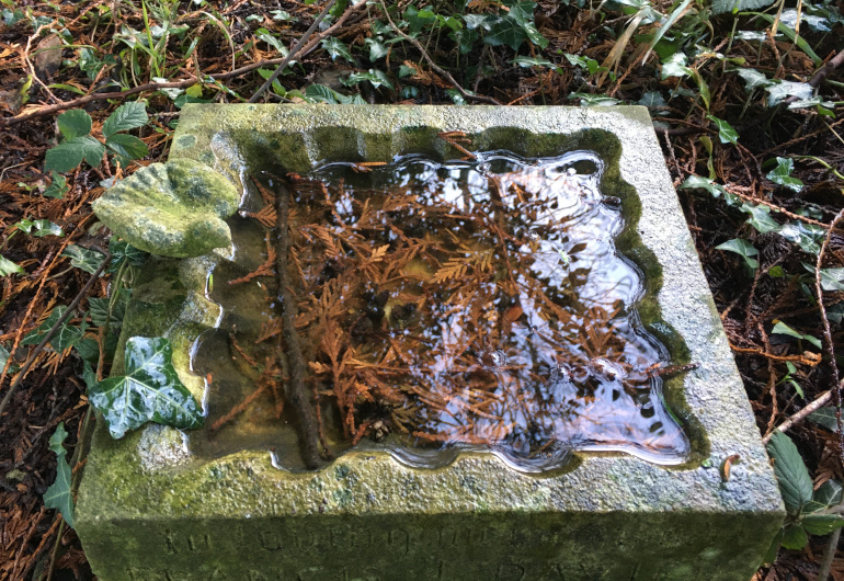 Bird bath by Judy Darley