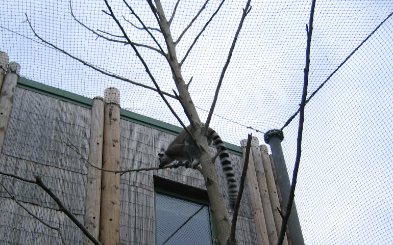 Lemur, Bristol Zoo, by Judy Darley