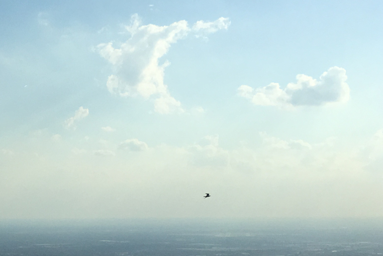 Sears Tower bird by Judy Darley