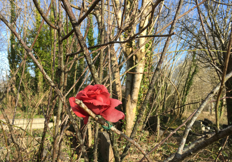 Rose by Judy Darley