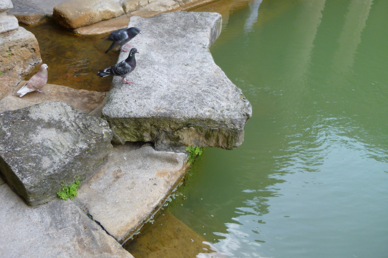 Roman Baths pigeons by Judy Darley