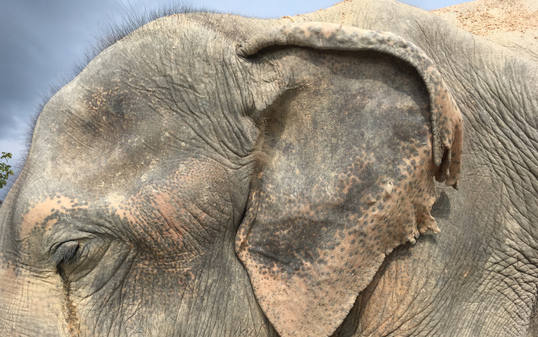 Elephant, Thailand. By Judy Darley