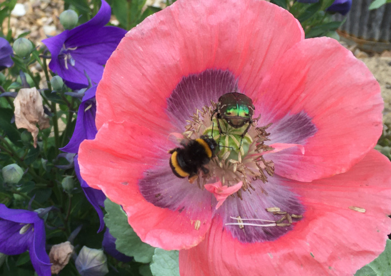 Bee, beetle, poppy by Judy Darley