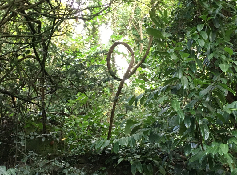 Arnos vale portal. Photo by Judy Darley. A natural formation of growing wood or vine that seems to hold a circle of light.