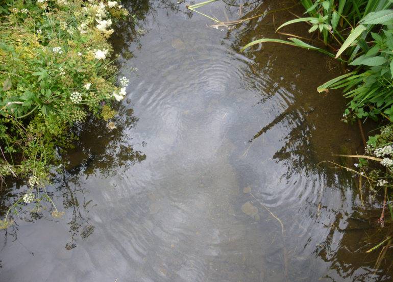 Colby Garden ripple by Judy Darley