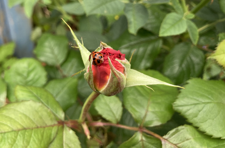 Red ladybird on a red rosebud. Photo by Judy Darley