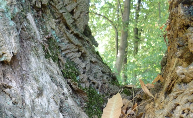 View between two trees showing other trees 