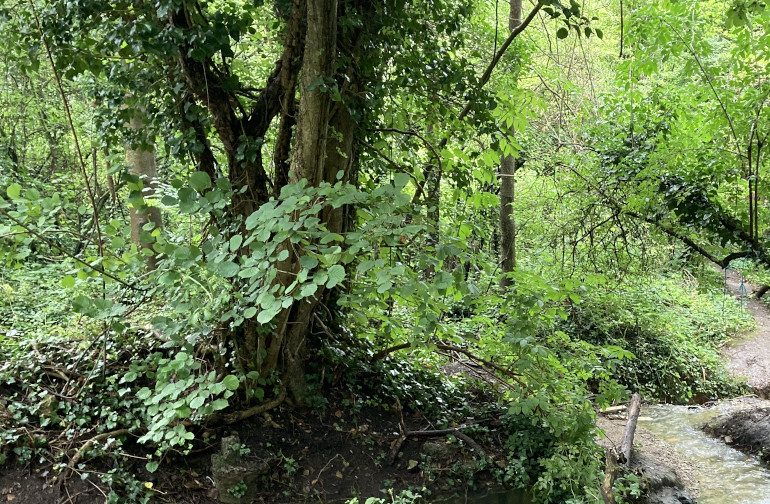 Northern Slopes stream and woodland by Judy Darley