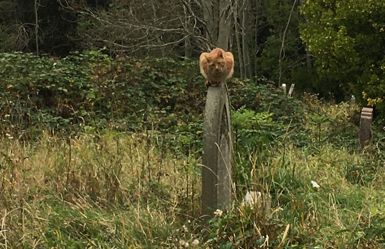 Arnos Vale grave cat by Judy Darley
