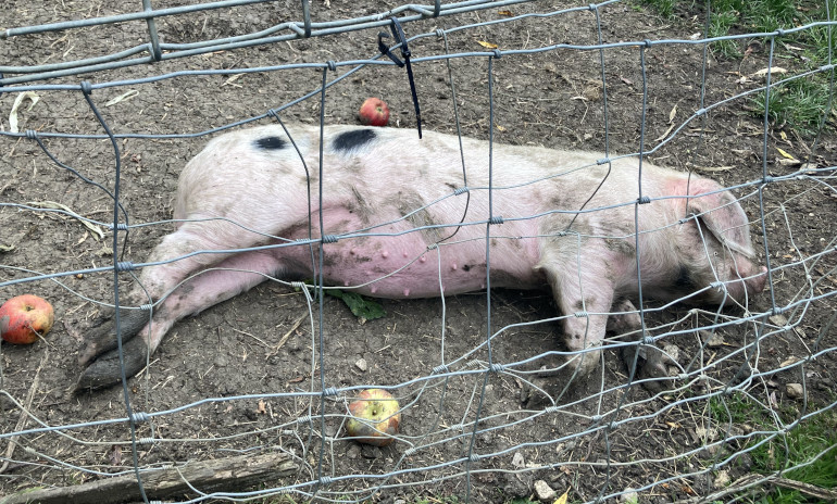 Bramble Farm pig by Judy Darley