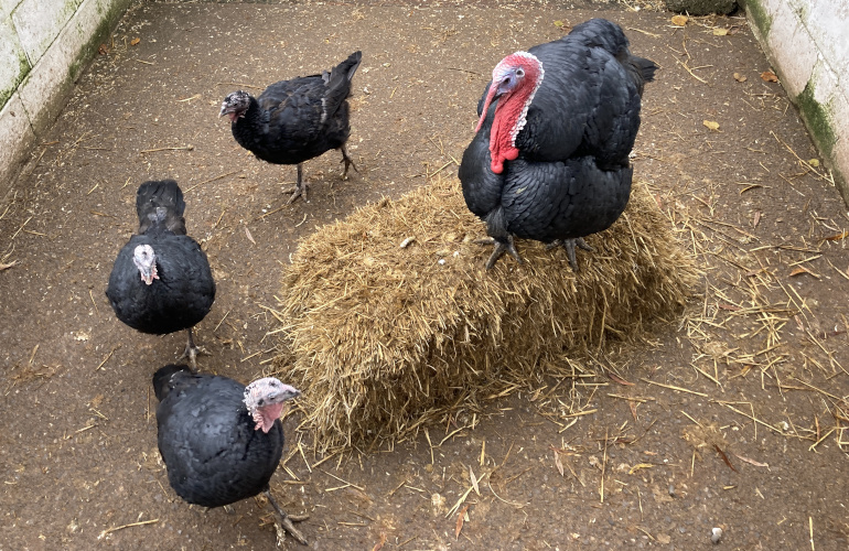 Windmill Hill City Farm turkeys by Judy Darley