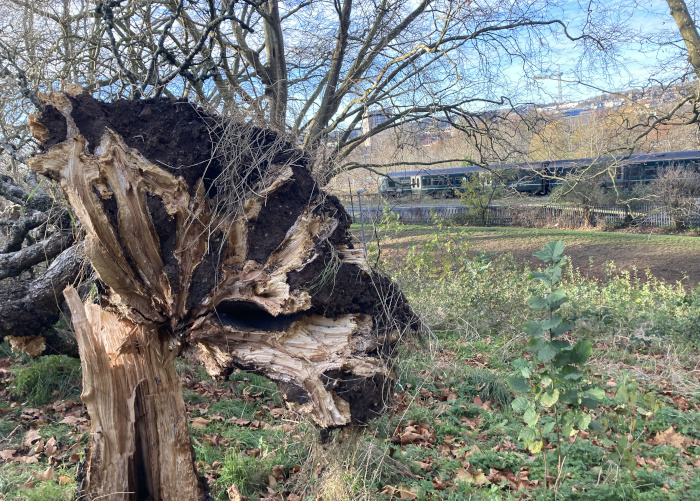 Fallen tree, Victoria Park, with train in the background. Photo by Judy Darley