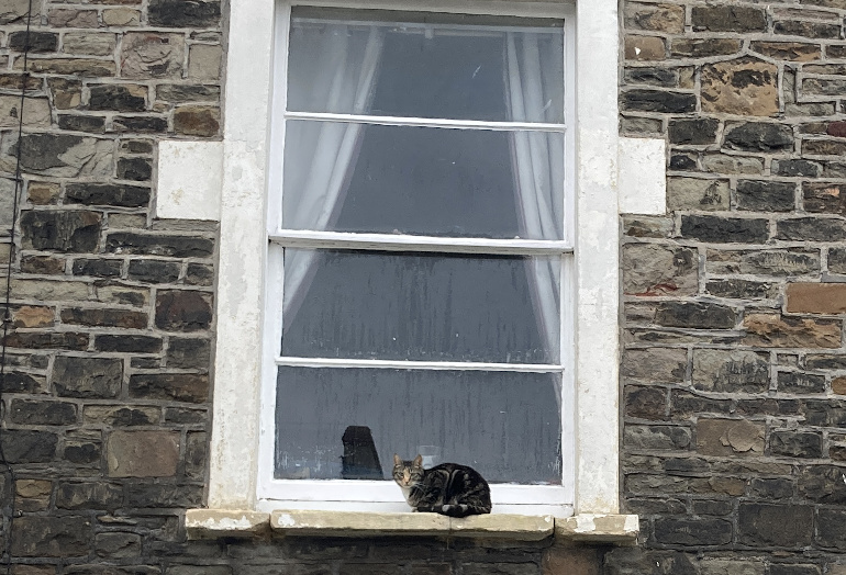 Cat on a ledge2 by Judy Darley