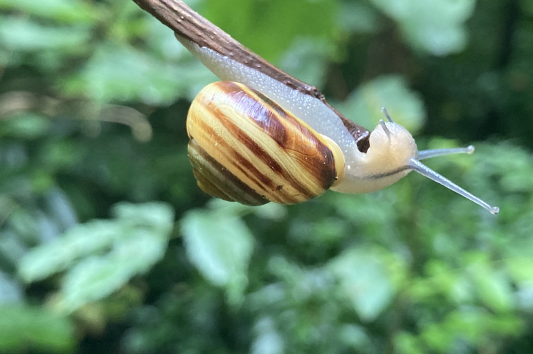 Brown-lipped snail_Judy Darley