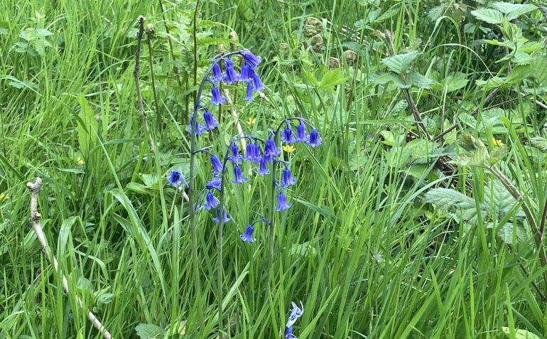 Bluebells by Judy Darley