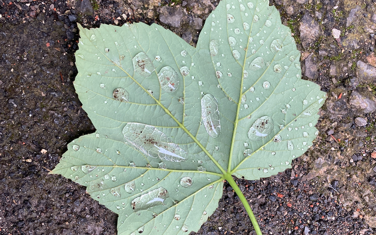 Leaf & raindrops by Judy Darley