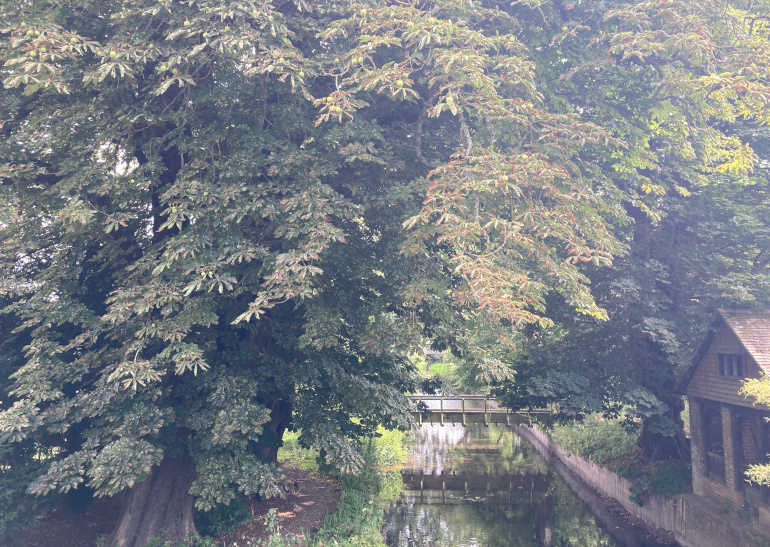 Salisbury horse chestnut. Phot by Judy Darley