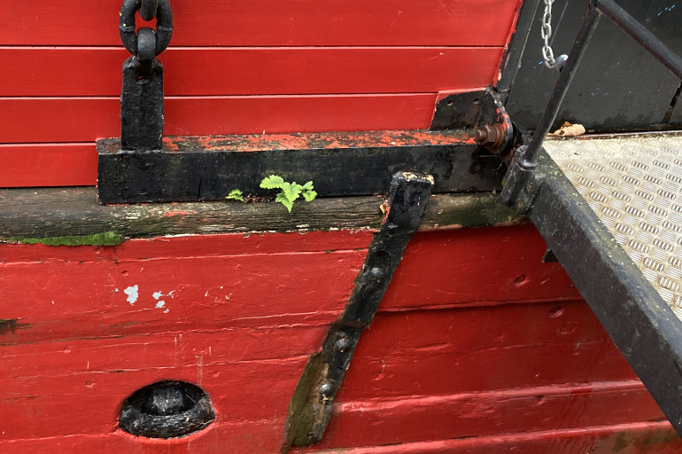 Green plant growing on red-painted wooden boat, John Sebastian Lightship. Photo by Judy Darley