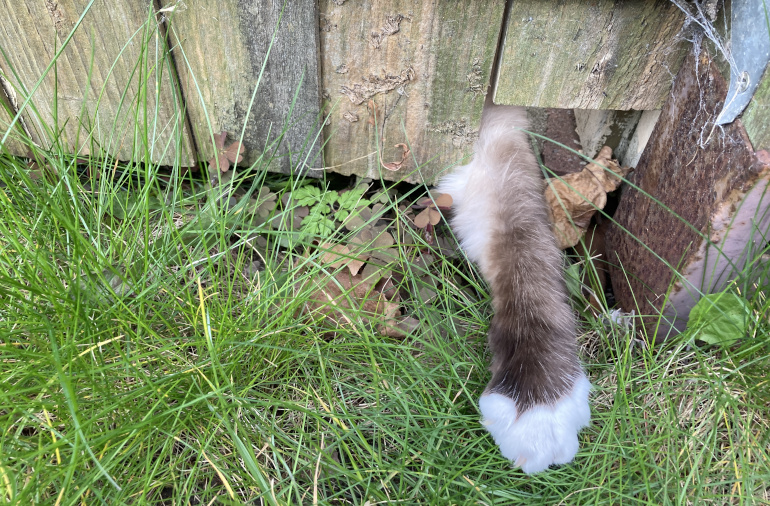 Furry paw poking under a fence. Photo by Judy Darley