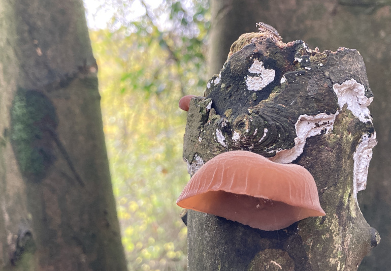 Northern Slope jelly fungus and woodlouse, Bristol by Judy Darley