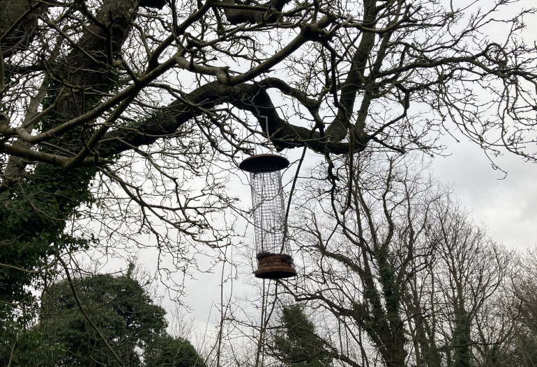 Bird feeder_Photo by Judy Darley