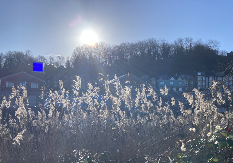 Blue rectangle and reeds_Judy Darley