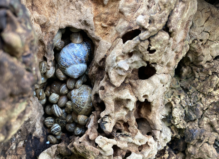 Snails hibernating_Cr Judy Darley