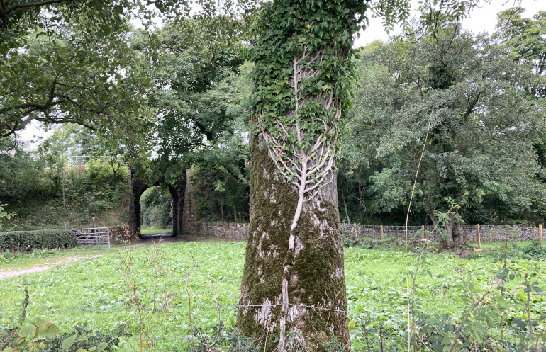 Tree on tree between Dove Holes and Whaley Bridge. Photo by Judy Darley