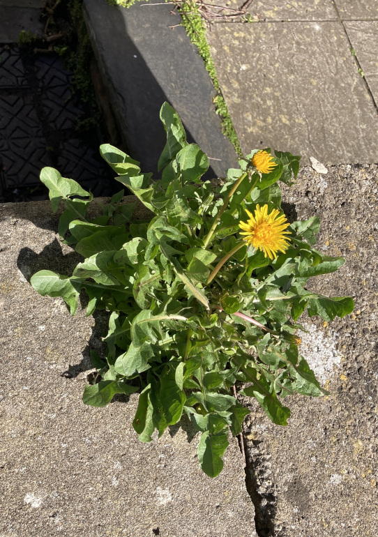 Dandelion by Judy Darley