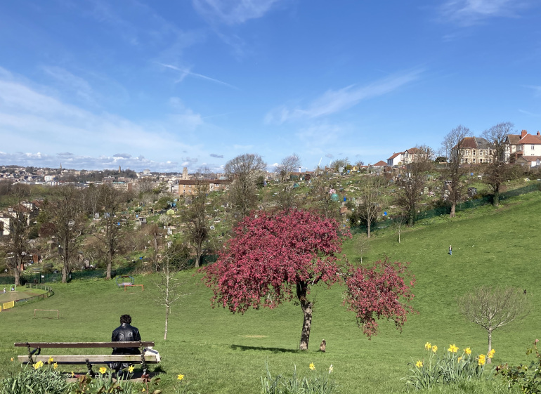 Perretts Park pink tree against Bristol city-scape and blue sky cr Judy Darley