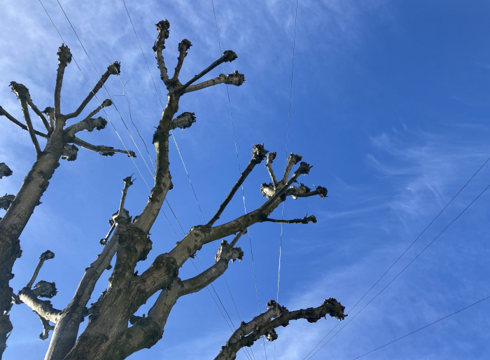 Plane tree and electric wires2