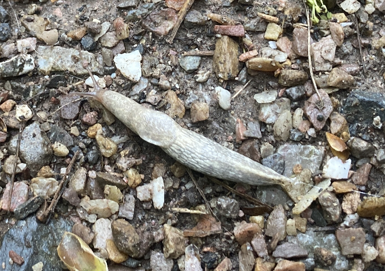 Albino slug. Photo by Judy Darley