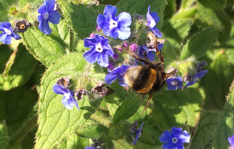 Bumblebee-on-purple-flowers by Judy Darley