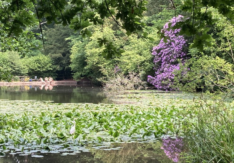 Abbots Pool showing heron in foreground. Photo by Judy Darley