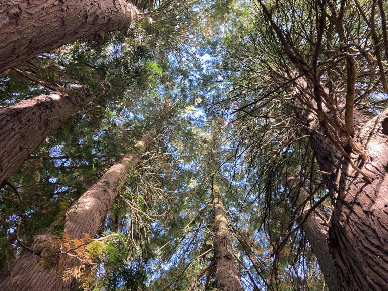 Dizzying trees_Photo by Judy Darley