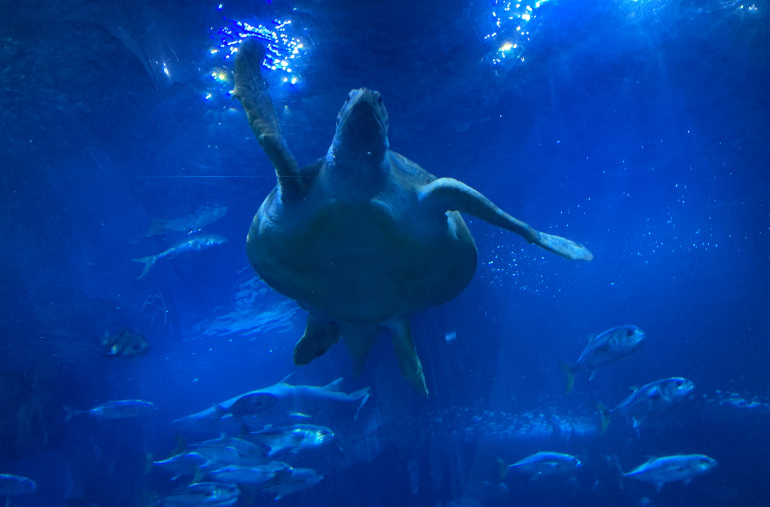 National Marine Aquarium_Friday the turtle_Photo by Judy Darley