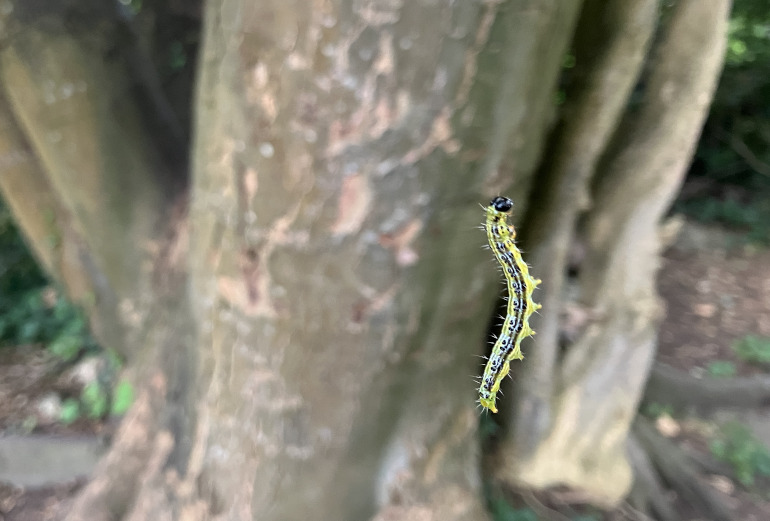 Caterpillar_JudyDarley
