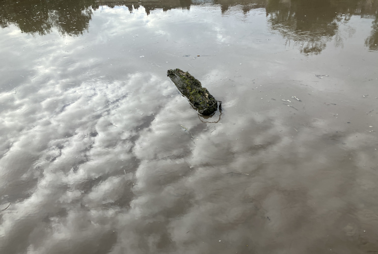 Floating island in Avon River by Judy Darley