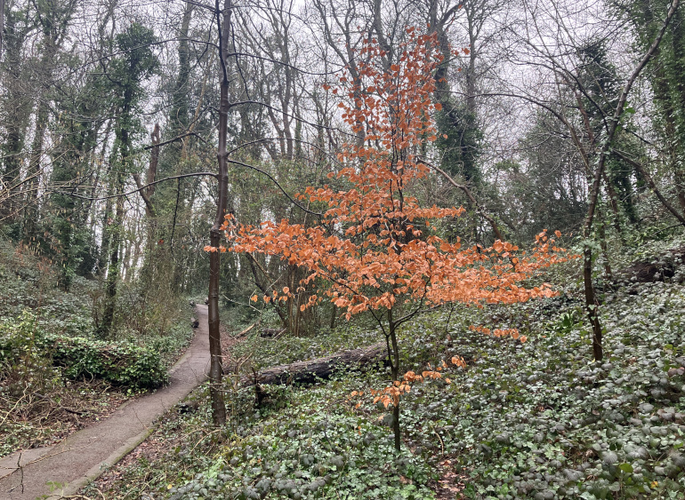 Red tree in January. Photo by Judy Darley