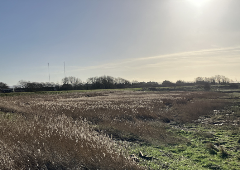 Reed beds beneath blue wintery sky in Clevedon. Photo by Judy Darley