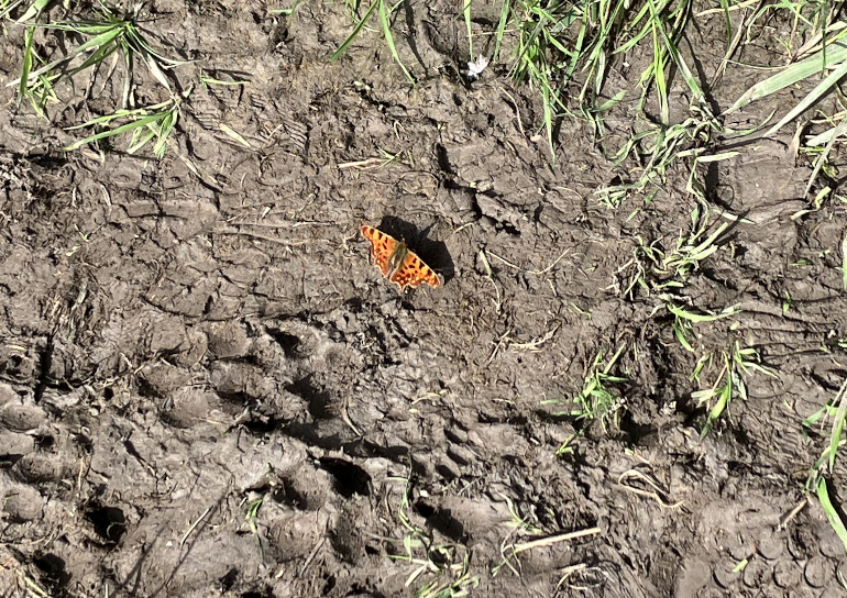 Comma butterfly1. Photo by Judy Darley