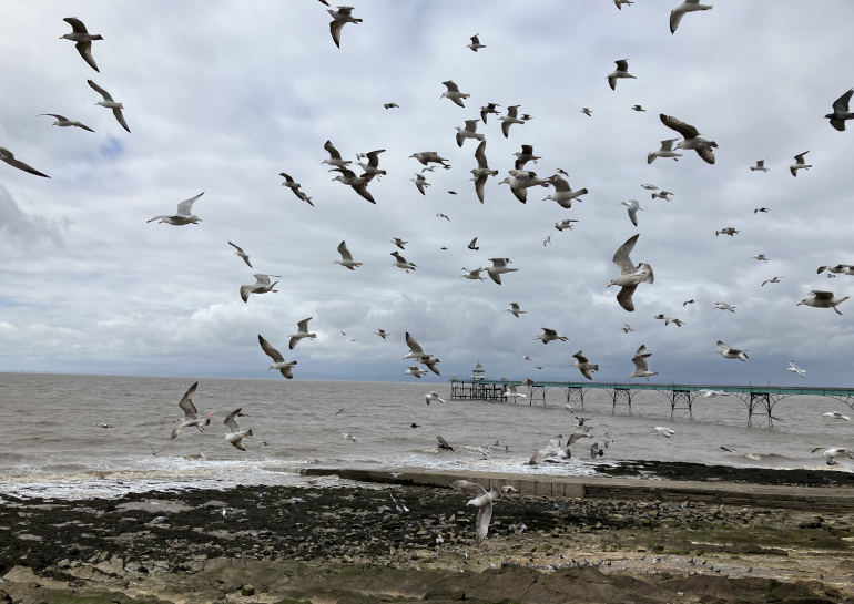 Gulls over Clevedon Pier_Photo by Judy Darley