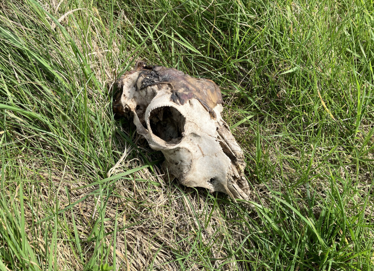 Sheep skull. Photo by Judy Darley