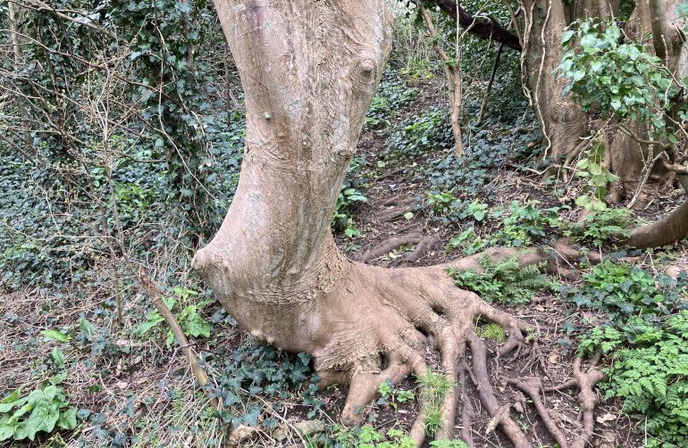 Tree foot. Photo by Judy Darley