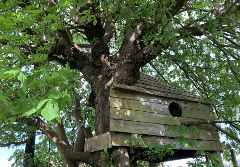 Tree house in horse chestnut tree_Photo by Judy Darley