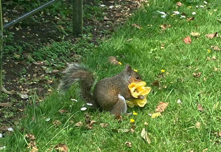 Squirrel rose feast. Photo by Judy Darley
